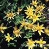 Arnica