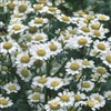 Feverfew