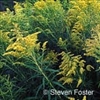 Goldenrod