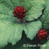 Goldenseal