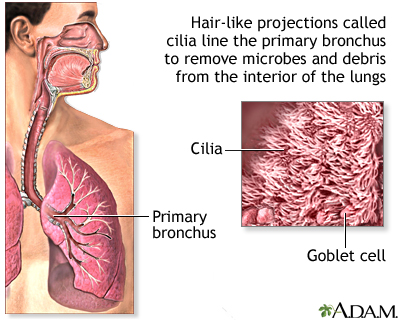 Respiratory cilia