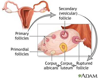 Follicle development