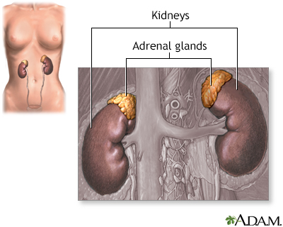 Adrenal glands