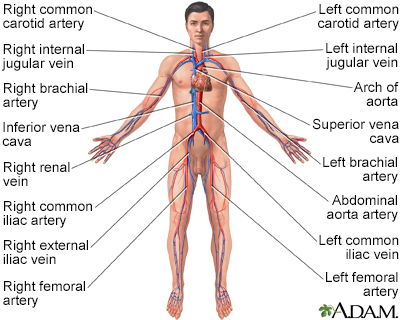 Circulatory system