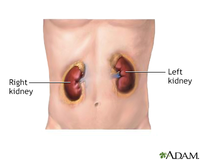 Kidneys