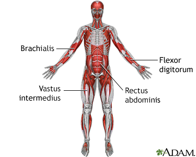 Deep anterior muscles