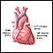 Normal heart anatomy